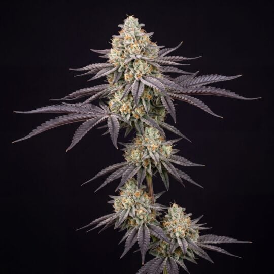 Modified Grapes Auto Seeds
