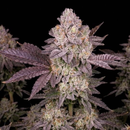 Moonbow Autoflower