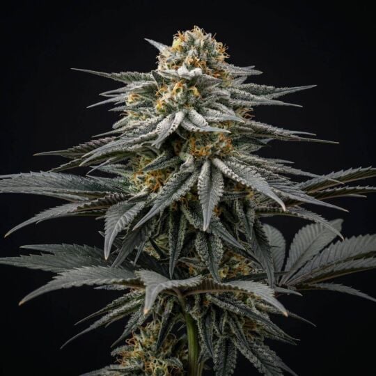 Northern Lights #10 x Amnesia Haze 