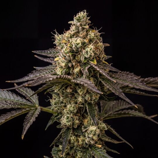 Northern Lights #5 x Amnesia Haze Feminized Seeds