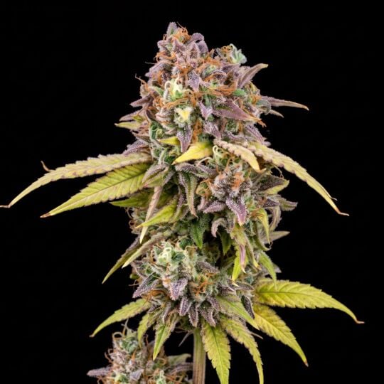 Northern Lights Fast Version Seeds