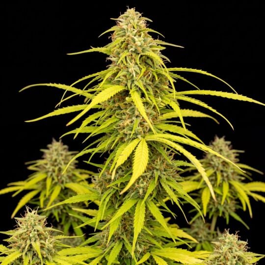 Northern Lights x Blueberry Autoflower