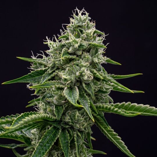 Northern Lights x Skunk Feminized Seeds