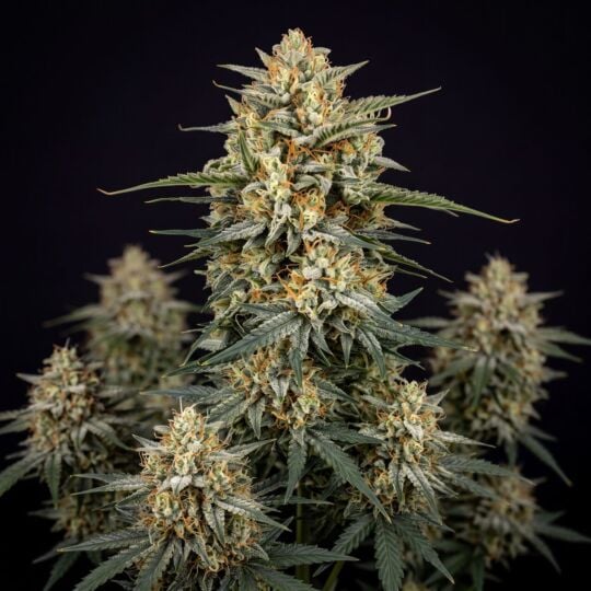 OG Kush Autoflower