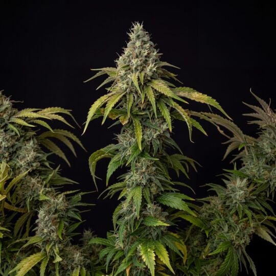 OG Kush Fast Version Seeds