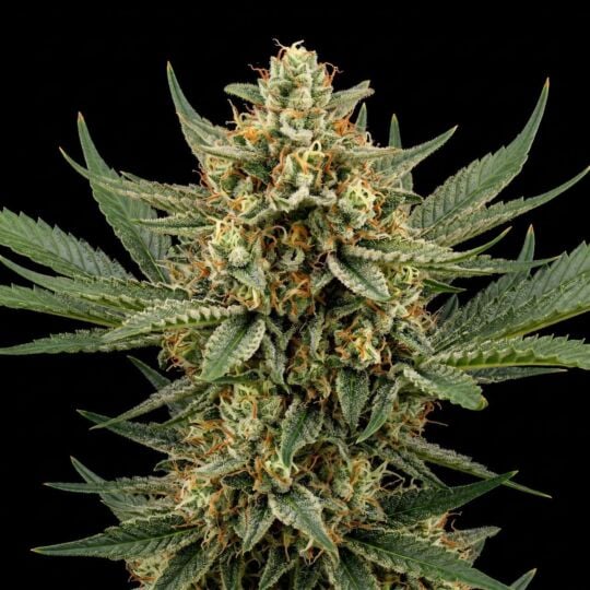 OG Kush Feminized