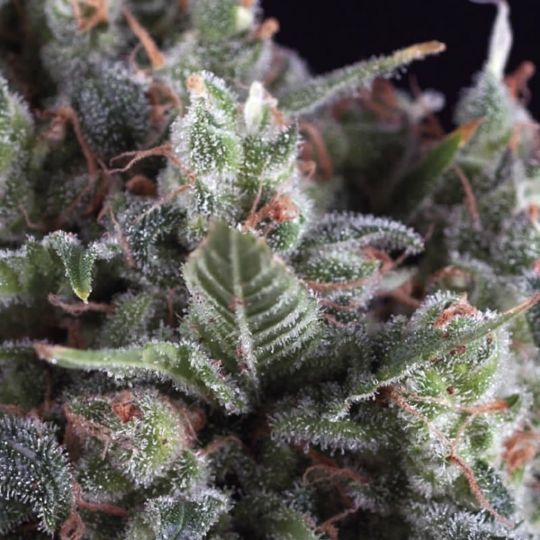 Buy Pyramid Seeds Olympia Feminized by Pyramid Seeds | SeedSupreme