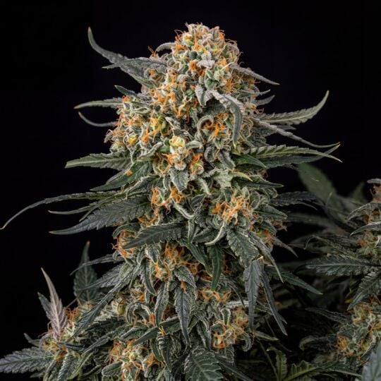 Orange Bud