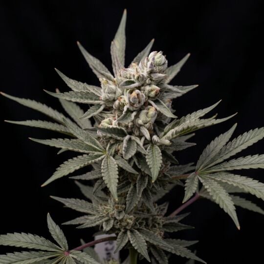 Oregon Underdawg Feminized Seeds