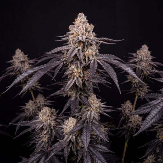 Oreoz Cake Feminized Cannabis Seeds