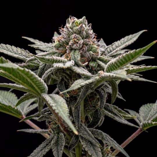 Original Glue Feminized Seeds