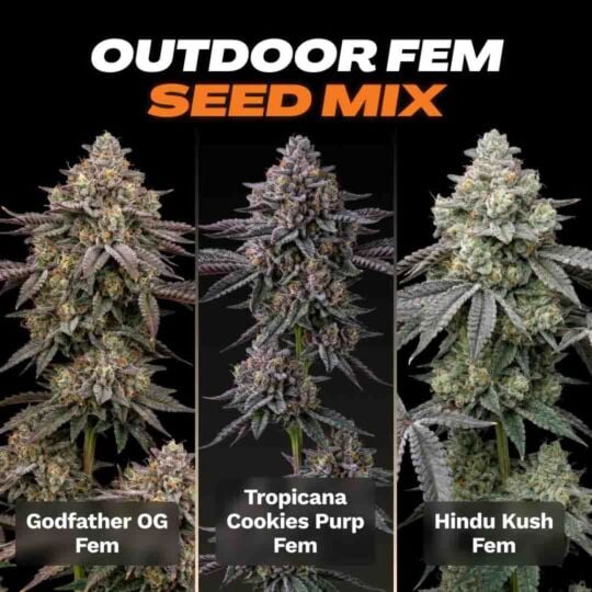 Outdoor Feminized Seed Mix