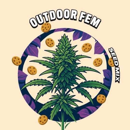 Outdoor Feminized Seed Mix