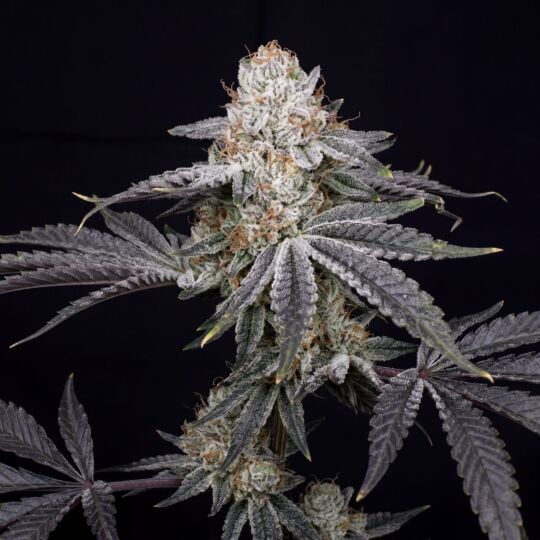 Papaya Punch Seeds