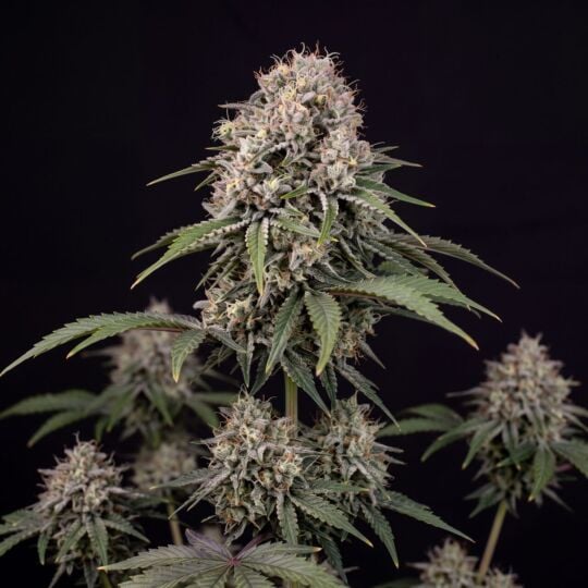 Peanut Butter Breath Autoflower