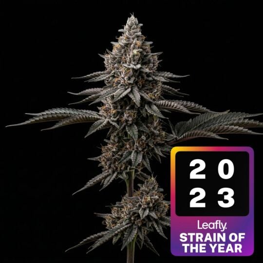 Permanent Marker Feminized