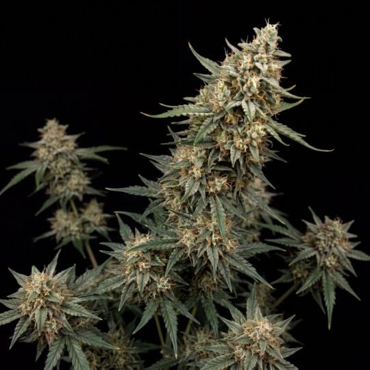 Pine Autoflower Seeds