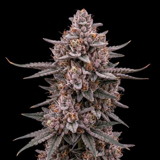 Pink Rozay Seeds