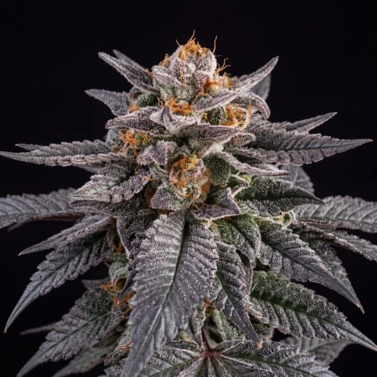 Platinum Cookies  
