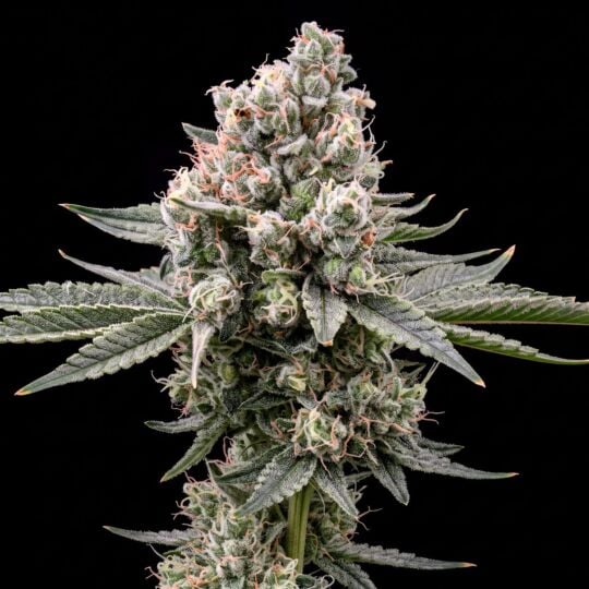 Power Plant Feminized