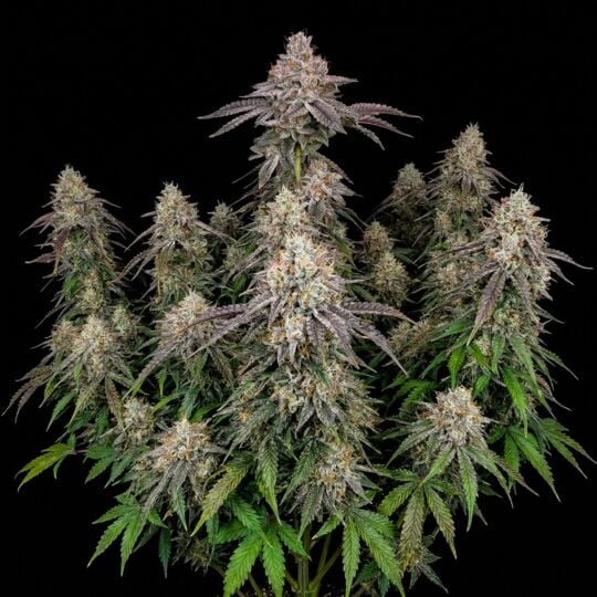 Power Plant Autoflower