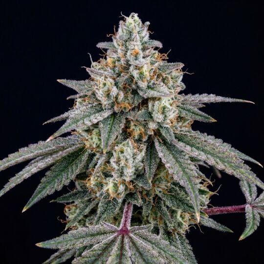 Pure Kush Feminized