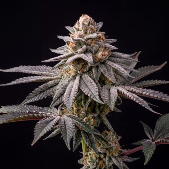 Purple Gelato