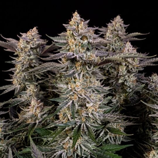 Purple Kush x Mazar