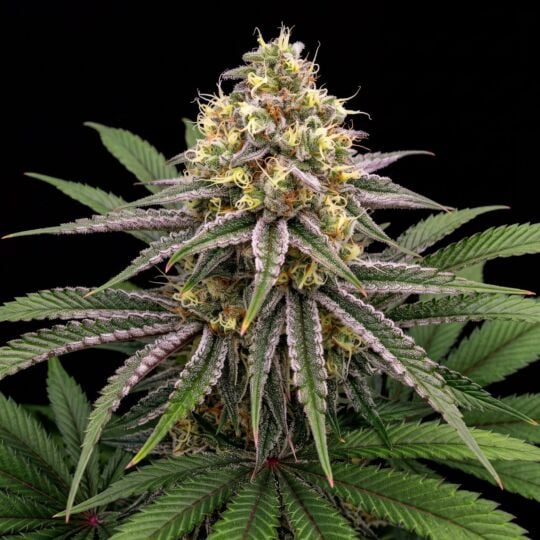 Purple Kush x White Russian 