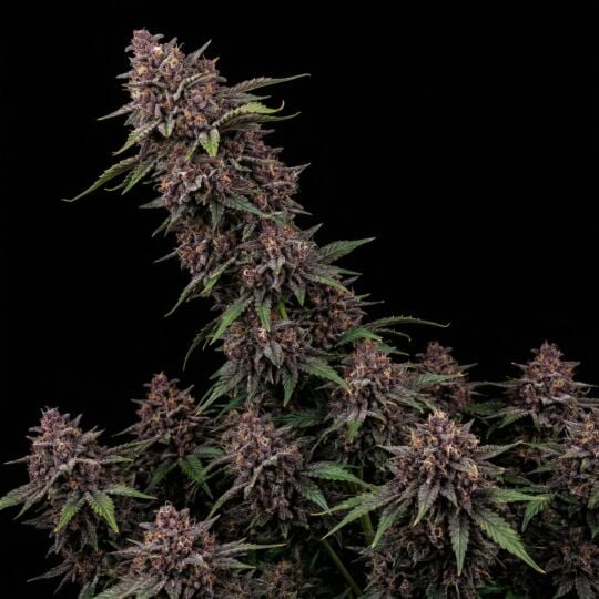 Purple Punch Autoflower