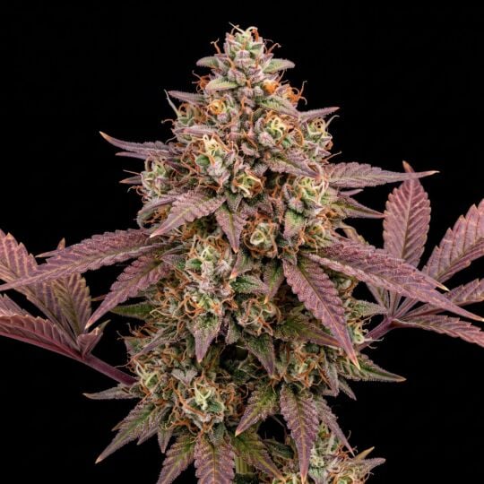 Red Runtz Feminized Seeds
