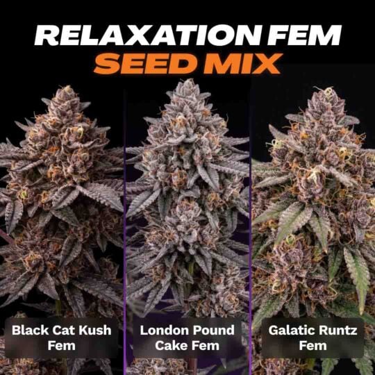 Relaxation Feminized Seed Mix