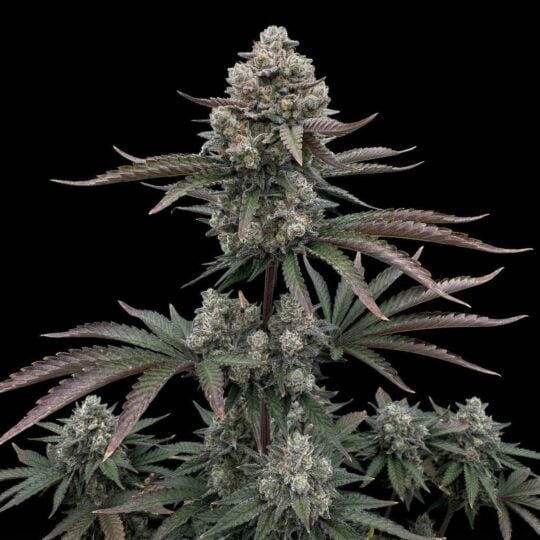 Runtz Autoflower