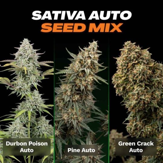 Sativa Autoflower Seed Mix