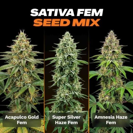 Sativa Feminized Seed Mix
