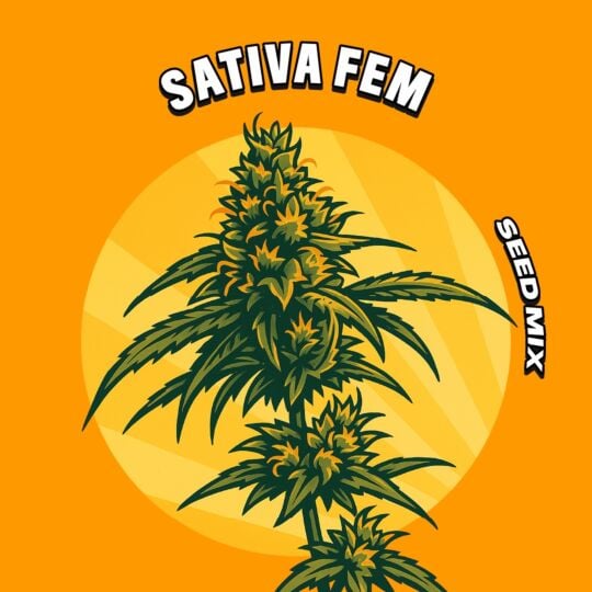 Sativa Feminized Seed Mix