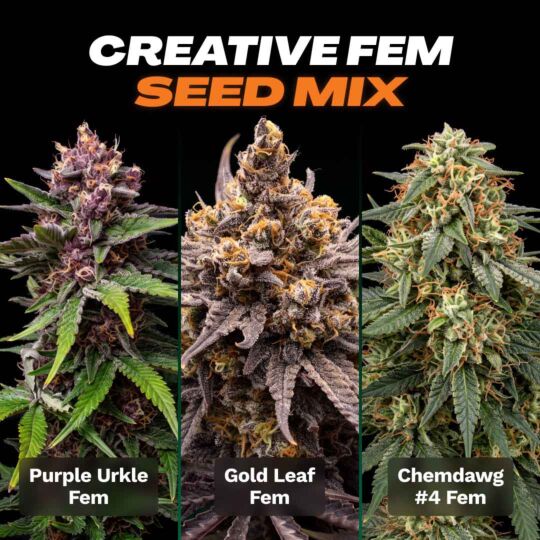 Creative Feminized Seed Mix