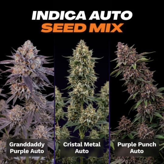 Indica Autoflower Seed Mix