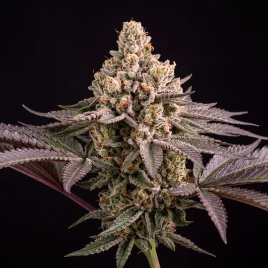 Sherbet Auto Seeds
