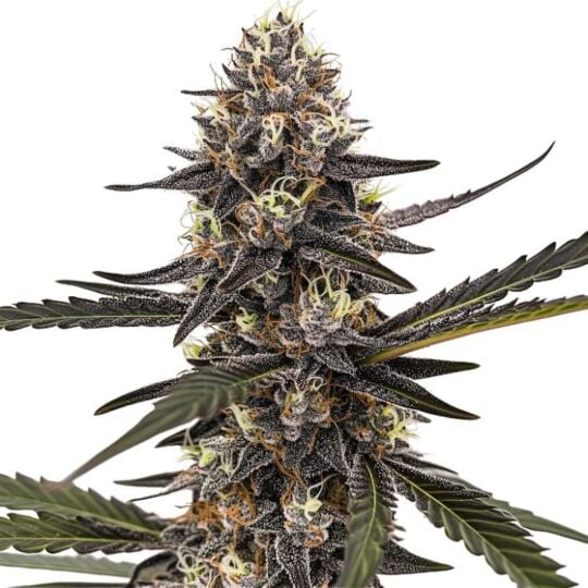 Sherbet Dream Feminized