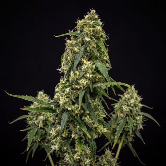 Shishkaberry