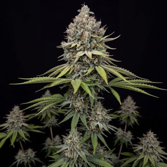 Skunk Autoflower Seeds