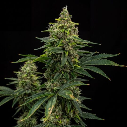 Skunk Diesel