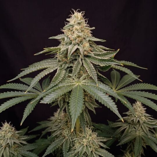 Skunk Fast