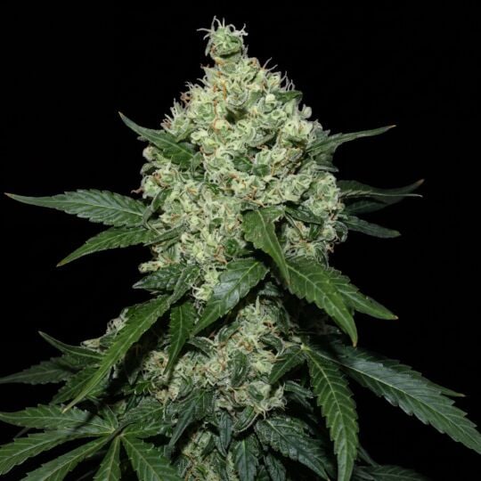 Skunk #1 Feminized Seeds