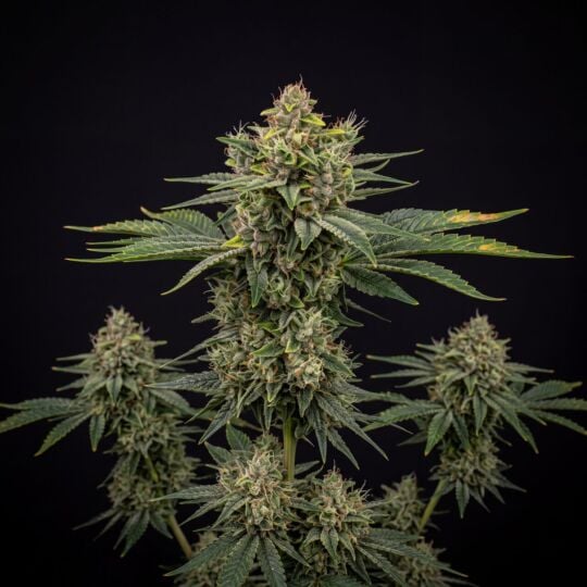 Skywalker