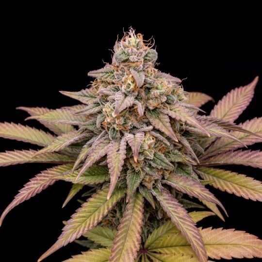 Skywalker Ghost x Triangle Kush