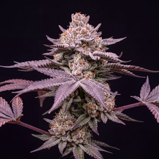 Slurricane Seeds