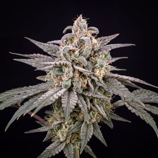 Snow Ripper Feminized
