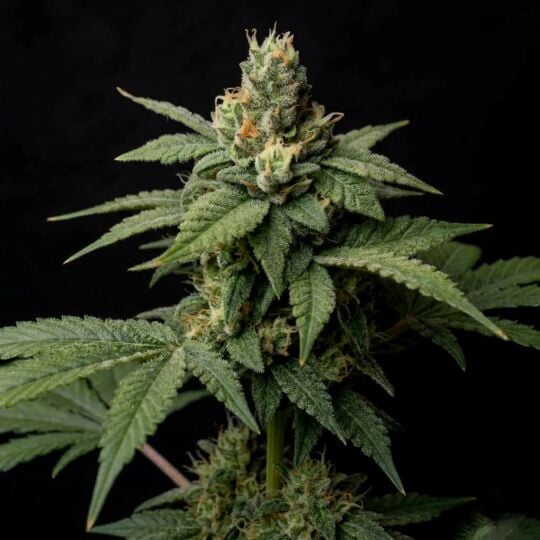 Sorbet Dreams Feminized